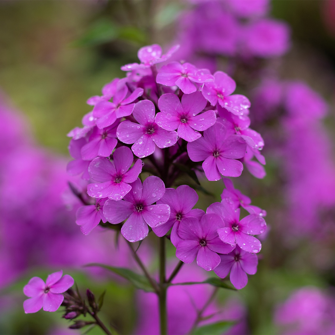 Phlox - Purple